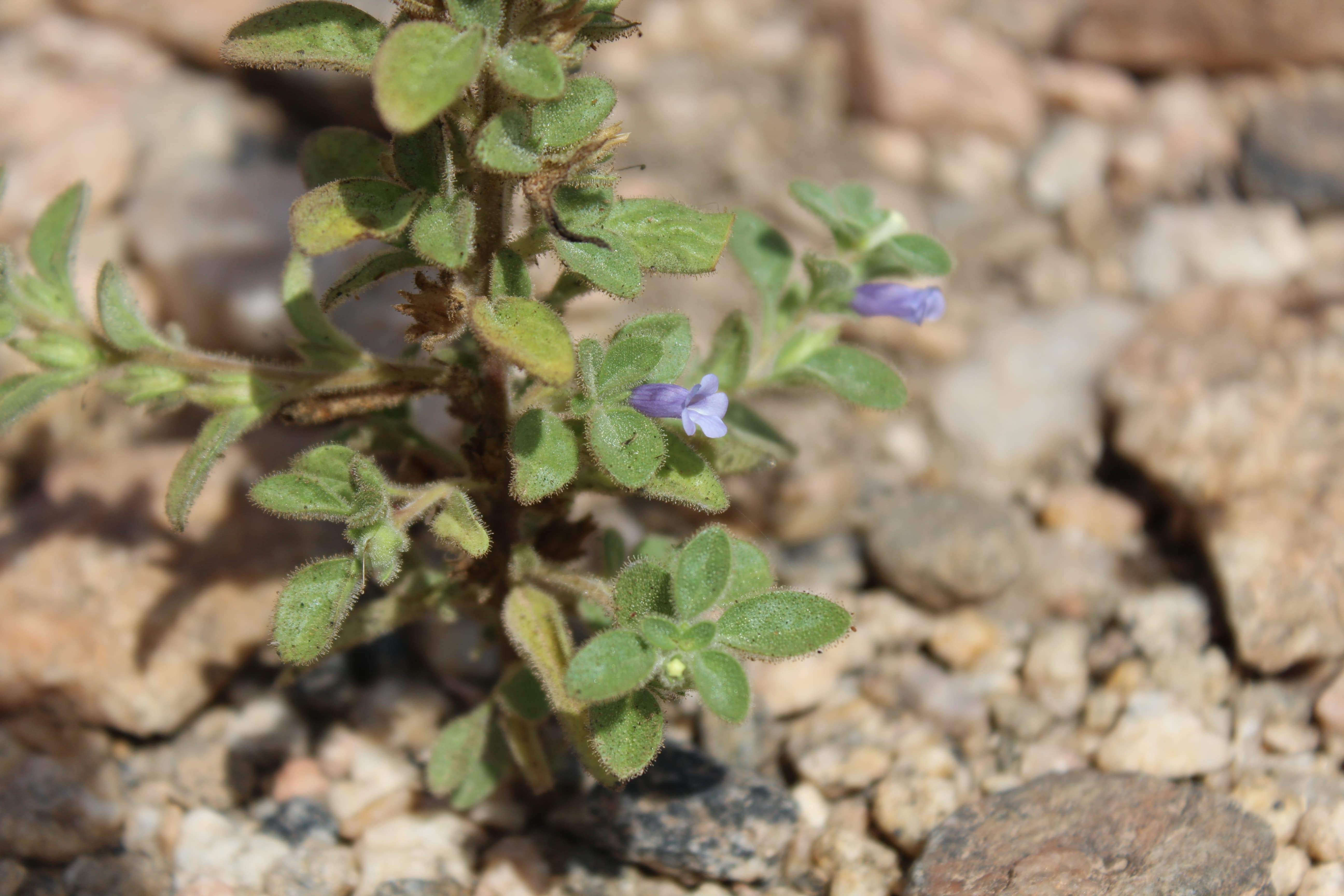 Plant Image